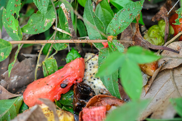 Rotting Tropical Fruits with Insects and Mold on Forest Floor in Natural Environment — Organic Decomposition, Biodiversity, Ecology