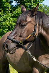 Obraz premium Close up of dark brown horse outdoors . Animal is captured in detail with emphasis on head, coat, eyes. Concept of nature, animals, country life and equestrian beauty.