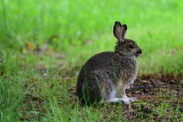 Wild Rabbit Sitting in a Grassy Area