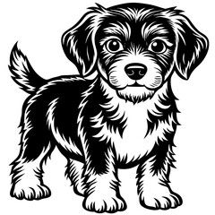 dog, animal, pet, white, puppy, border collie, cute, canine, isolated, sitting, black, breed, white background, studio, collie, australian shepherd, mammal, sheepdog, domestic, young, schnauzer, portr