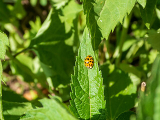 Tiny Guardian: A Ladybug on a Green Leaf