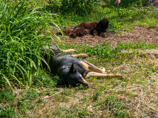 Two Furry Friends Enjoying the Sun