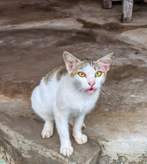 White and Brown Cat on Concrete Surface
