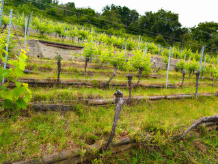 Vignoble alsacien : culture durable sur les pentes raides du piémont vosgien, CEA, Alsace, Grand Est, France