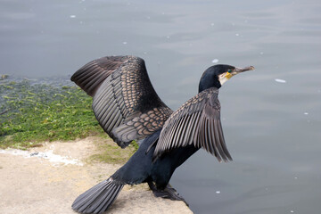GRos plan sur le cormoran