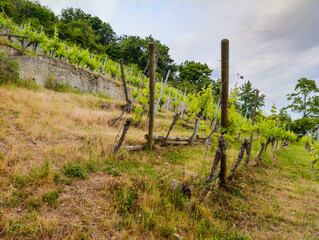 Vignoble alsacien : agriculture durable sur les pentes raides du Grand Est