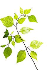 Fototapeta premium Vibrant green leaves on a branch, symbolizing growth and nature's beauty against a clean white background.