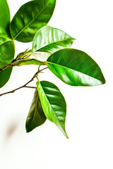 Obraz premium Vibrant green leaves on a branch against a clean white background, showcasing natural beauty and freshness.