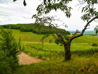 Paysage viticole alsacien : un vieux cerisier du vignoble situé dans le piémont des Vosges, CEA, Grand Est, France