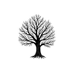 Elegant silhouette of a deciduous tree with intricate branches against white backdrop