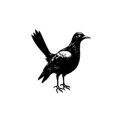 Elegant black and white drawing of a magpie standing gracefully on a white background