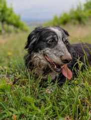Un chien heureux : le fidèle compagnon, apaisé, se repose dans le vignoble après une promenade en toute liberté