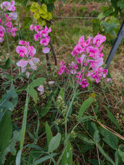 Pois de senteur en Alsace : Lathyrus odoratus, fleur auxiliaire en viticulture biologique