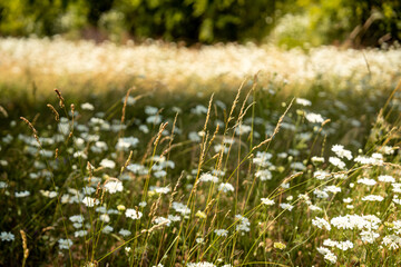 Blooming Wildflower Field In Slovenia: Soft-Focused Meadow Of White Blossoms Gently Swaying Under Summer Sunlight With Mountains And Trees In The Distant Background