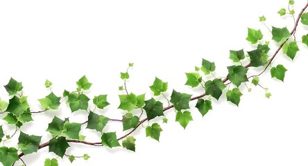 Lush Green Ivy Vine Branch Isolated on White Background
