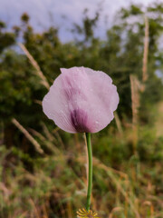La famille des Papavéracées : focus sur le Papaver somniferum en floraison