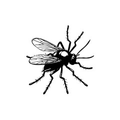 Detailed monochrome illustration of a fly with transparent wings and long legs