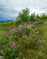 Pois de senteur : plante auxiliaire et engrais vert en viticulture durable
