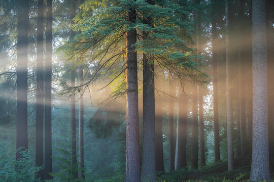 Misty Morning in a Forest with Tall Pine Trees.