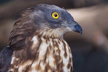Buzzard