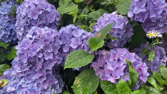 神田川6月：梅雨の雨とアジサイの花 2025/6/11