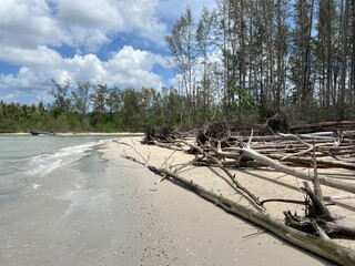 Editorial: Krabi, Thailand. June 2025. A serene beach strewn with natural driftwood and fallen tree trunks, washed ashore. This raw coastal landscape reflects the powerful forces of nature 