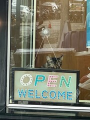 Editorial: Krabi, Thailand. June 2025. A curious tabby cat peeks from behind an "OPEN WELCOME" sign displayed in a shop window. This charming scene adds a touch of local character to a business.