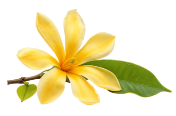 Stock photo of champak flower magnolia champaca yellow petals with green leaf isolated on black background