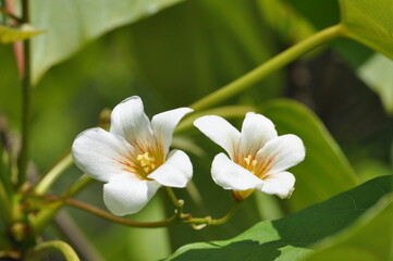 Fototapeta premium Firmiana simplex leaves, flowers, and fruits