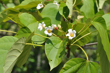 Obraz premium Firmiana simplex leaves, flowers, and fruits