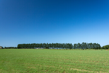 Fototapeta premium Tree-lined field