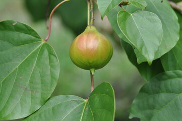 Firmiana simplex leaves, flowers, and fruits