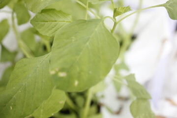 spinach plants that grow lush and fresh
