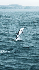 Dusky dolphin in the sea