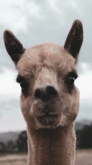 Obraz premium close up of a llama