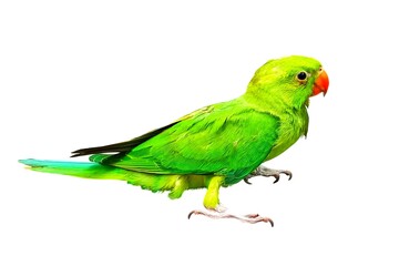 Green parrot on white background