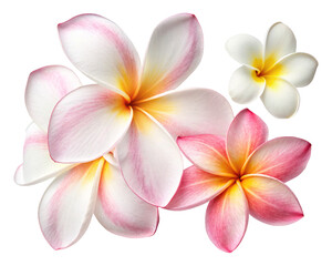 Fototapeta premium Beautiful plumeria flowers tropical flower blossom floral design summer flower hawaiian flowers pink flowers