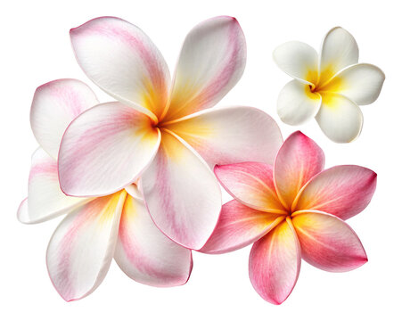 Fototapeta Beautiful plumeria flowers tropical flower blossom floral design summer flower hawaiian flowers pink flowers