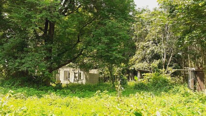 Abandoned house in the forest