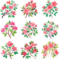 Pink azalea flower branches illustrations