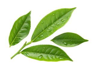 Fototapeta premium Fresh green tea leaves with water droplets for healthy drinks and herbal remedies stock photo image