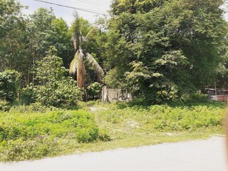 Abandoned house in the forest