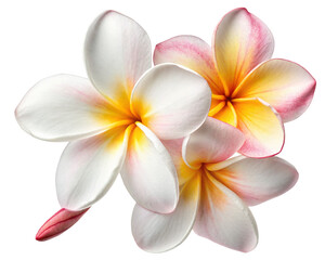 Fototapeta premium Beautiful plumeria flowers photo, tropical flower blossom, white and pink petals, isolated floral design element