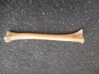 remains of bones lying down on the ground