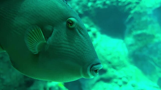 Close-up of a tropical triggerfish underwater, showing unique skin texture, eye detail, and fin structure. Vivid marine life in natural blue-green lighting