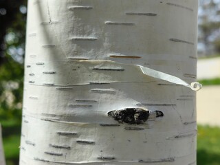 Birch trunk close up, birch bark, birch bark texture