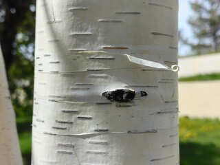 Birch trunk close up, birch bark, birch bark texture