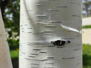 Birch trunk close up, birch bark, birch bark texture