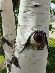 Birch trunk close up, birch bark, birch bark texture