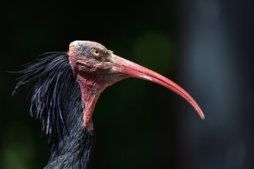 Northern bald ibis